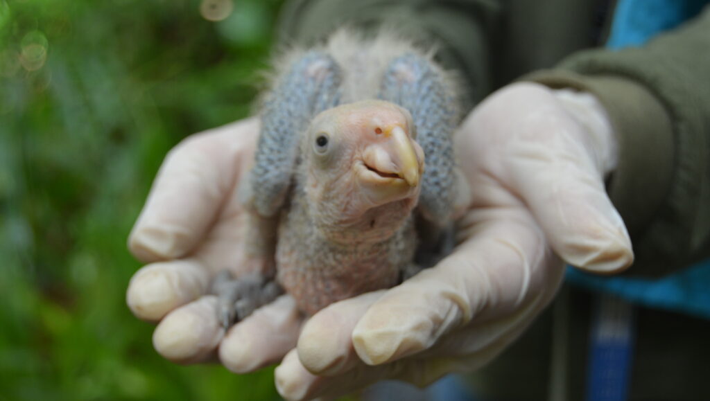 Imagem de Filhote de papagaio-de-cara-roxa
