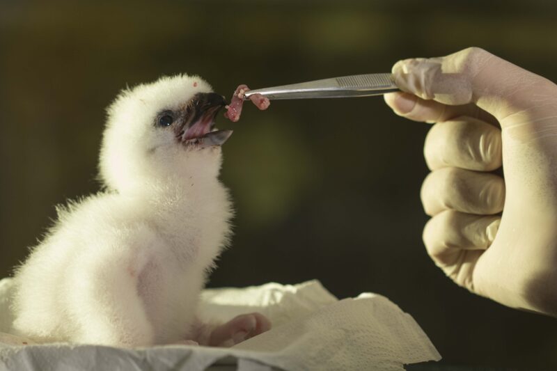 Imagem de filhote de harpia sendo alimentada na boca.