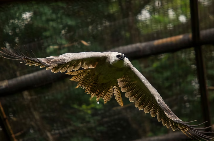 Imagem de harpia voando.