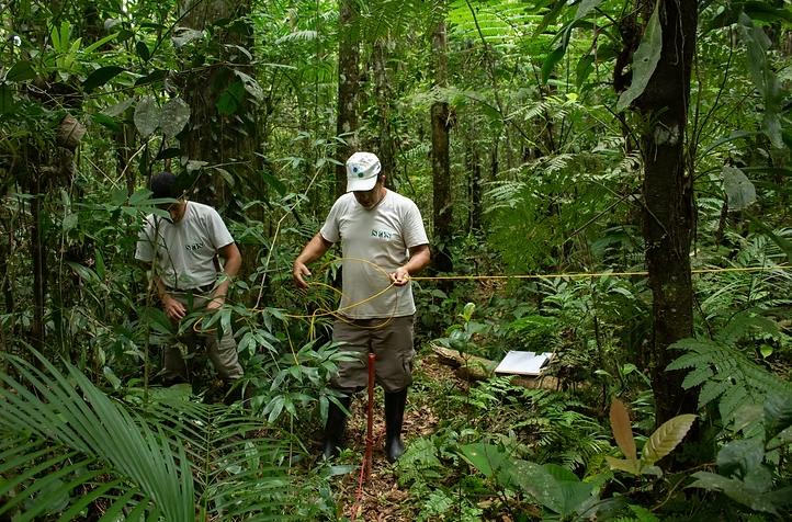 Imagem de profissionais da SPVS mensurando espaços entre as árvores