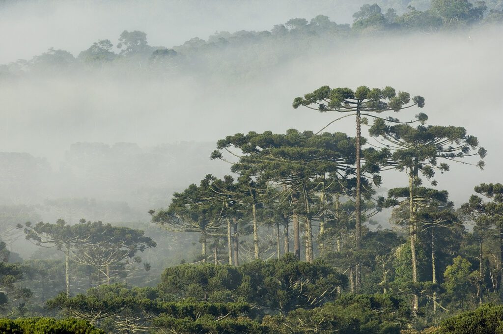 Imagem aérea de floresta com araucária.