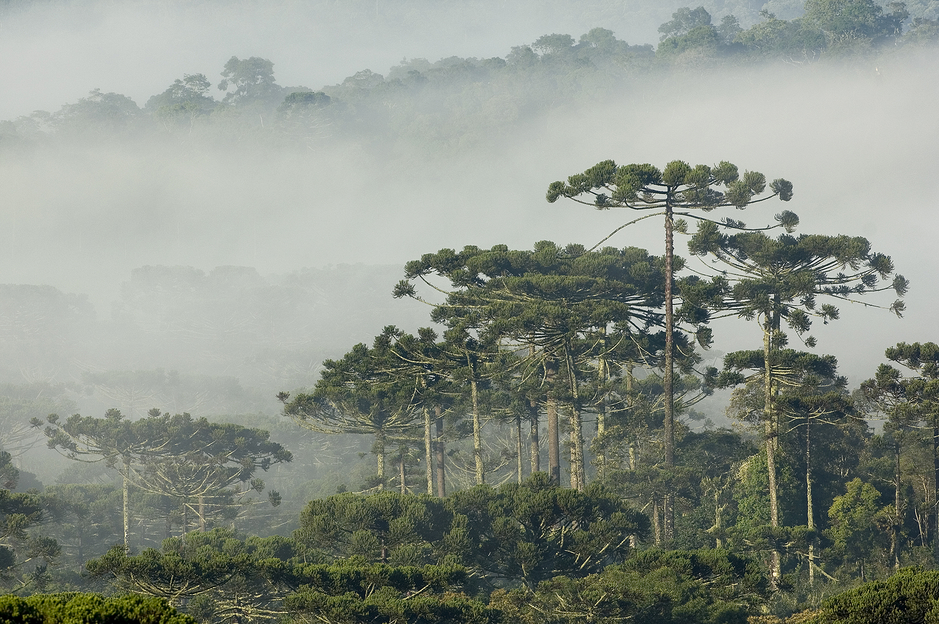 Imagem aérea de floresta com araucária.