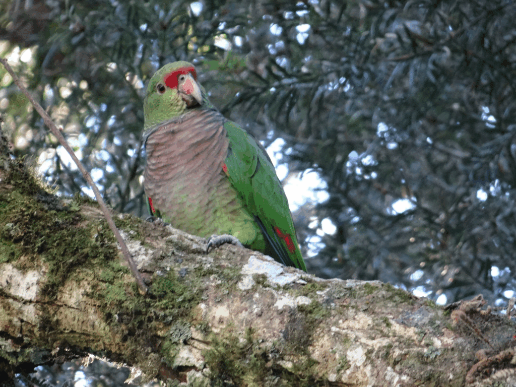 Imagem de um papagaio-de-cara-roxa