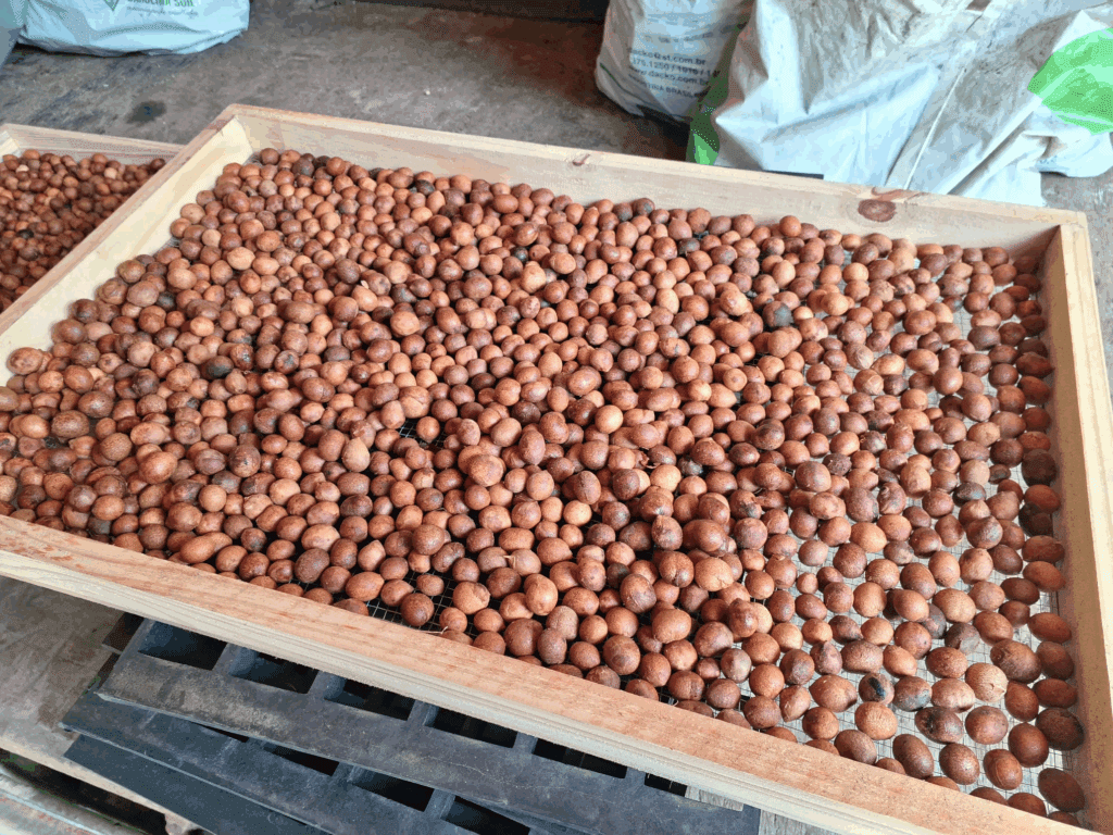 Imagem de muitas sementes em um recipiente de madeira quadrado.