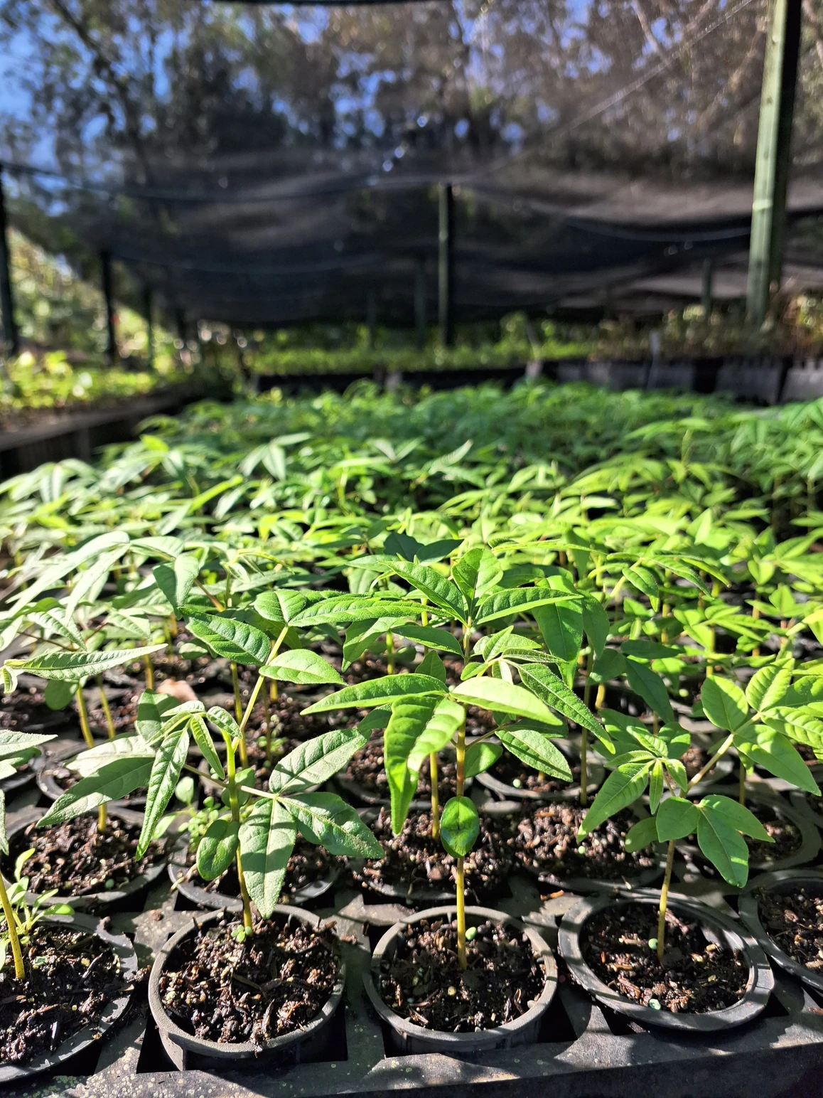 Imagem de mudas em um viveiro.