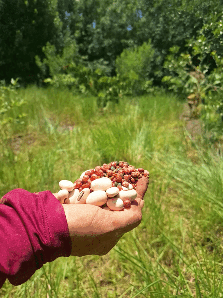 Imagem de uma mão segurando sementes.
