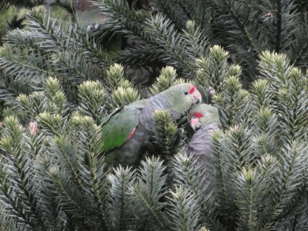 Imagem de dois papagaios em meio a galhos de araucária.