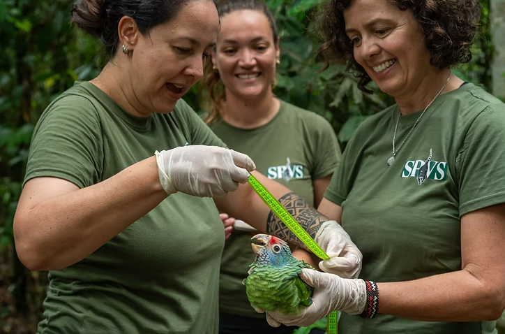 Imagem de três mulheres profissionais da SPVS segurando um papagaio-de-cara-roxa e medindo a ave com fita métrica.