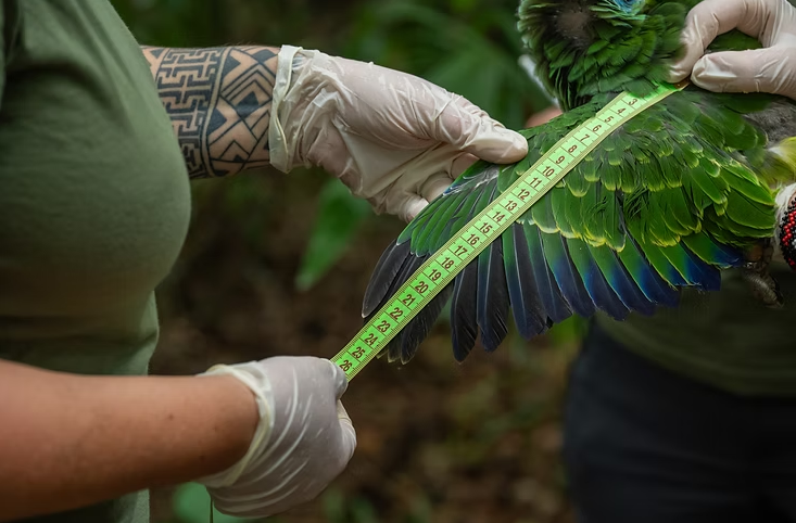 Imagem de uma pessoas medindo a asa do papagaio-de-cara-roxa com uma fita métrica.
