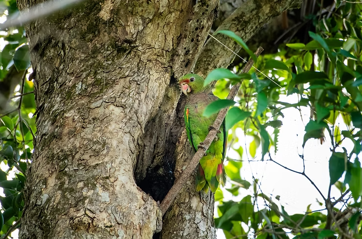 Imagem de um papagaio-de-peito-roxo pousado em um galho de árvore.