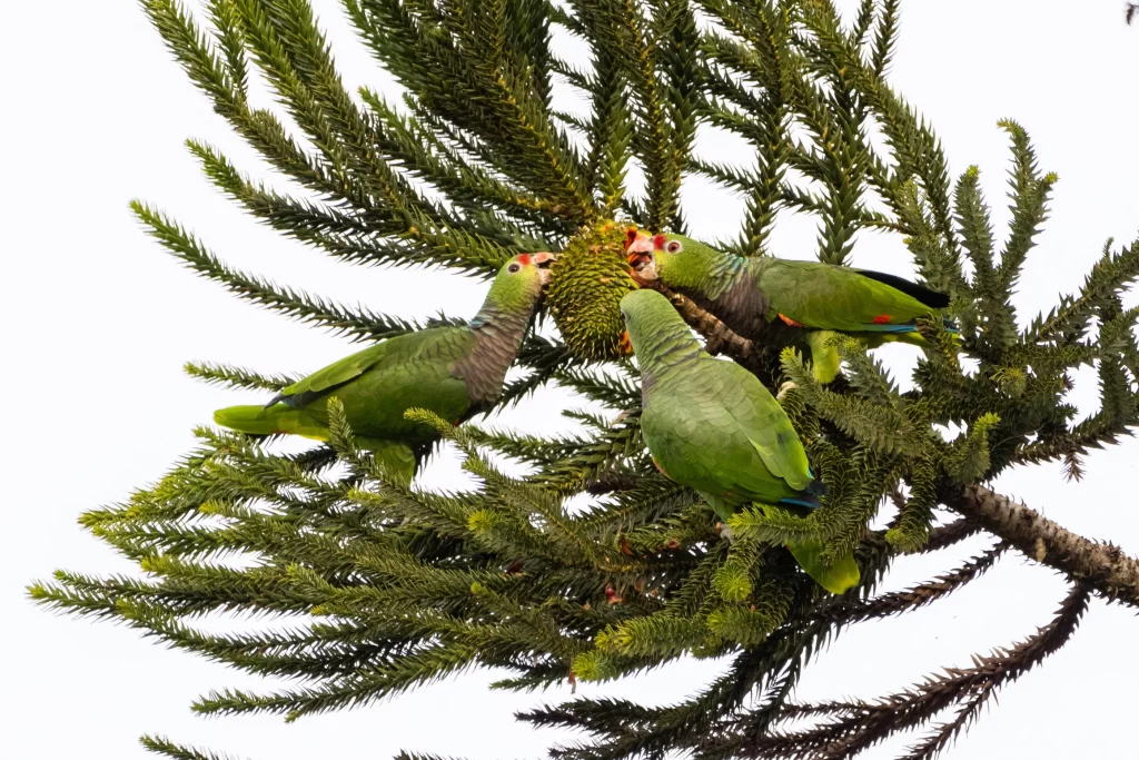Imagem de três papagaio comendo pinhão em cima de galho de araucária.