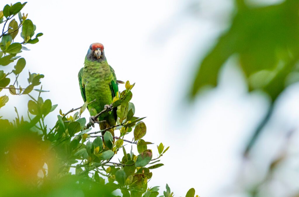 Imagem de um papagaio-de-cara-roxa entre galhos e folhas.