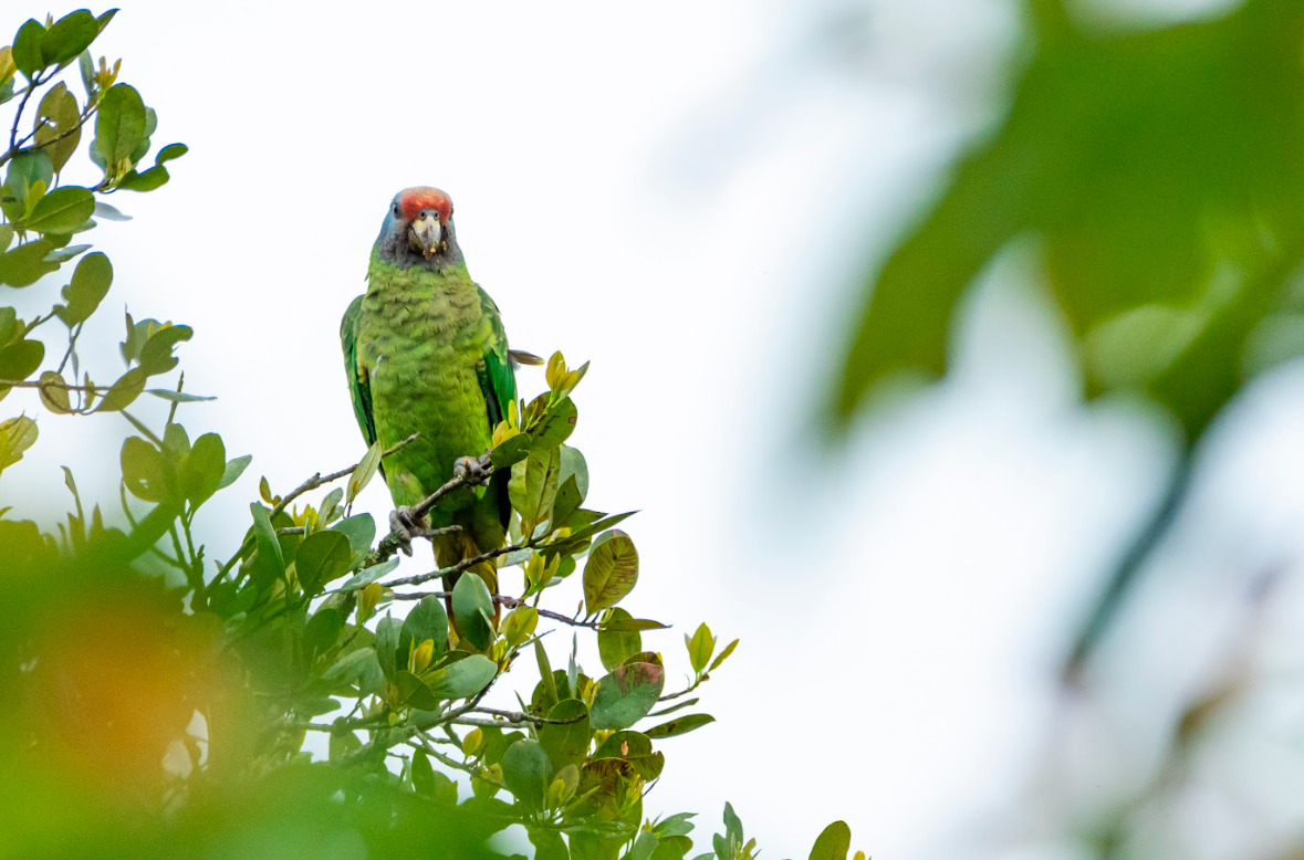 Imagem de um papagaio-de-cara-roxa entre galhos e folhas.