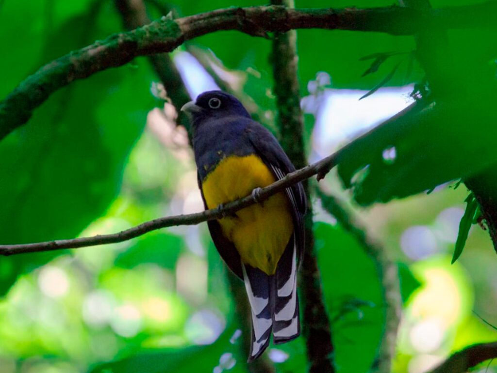Imagem da ave surucuá, que é azul, amarela, com rabo preto e branco.