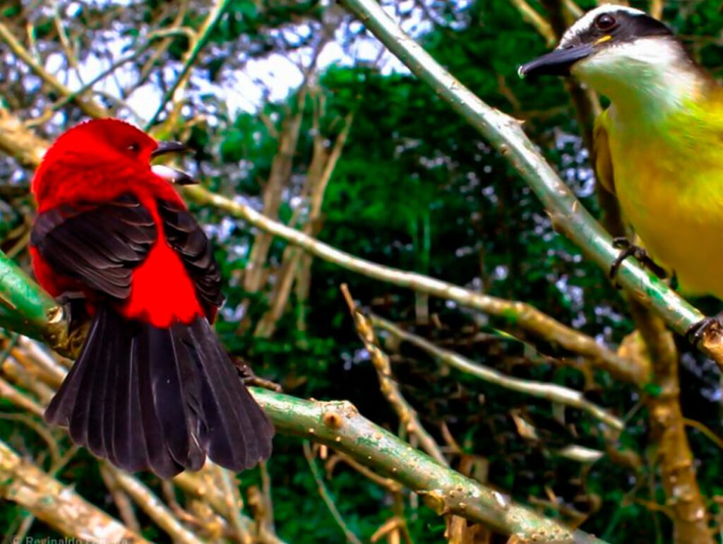 Imagens de duas aves perto: à esquerda, o Ti Sangues, ave de coloração vermelha e preto; à direita, ave bem-te-vi, que é branca, preta e amarela.