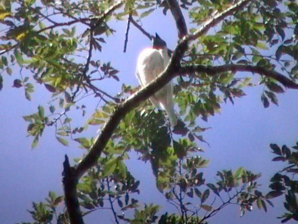Imagem da ave araponga, que é branca.