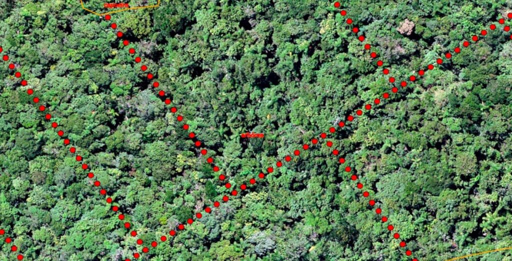 Imagem de área de floresta verde densa.