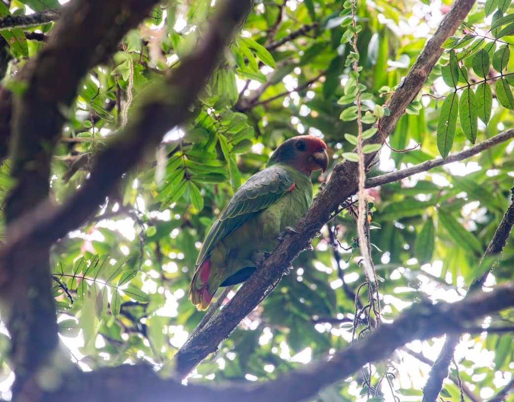 Imagem de um papagaio-de-cara-roxa entre galhos e folhas.