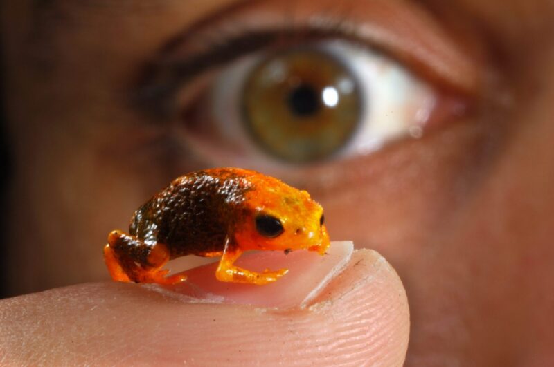 Imagem de uma pessoa com o sapo-pingo-de-ouro no dedo.