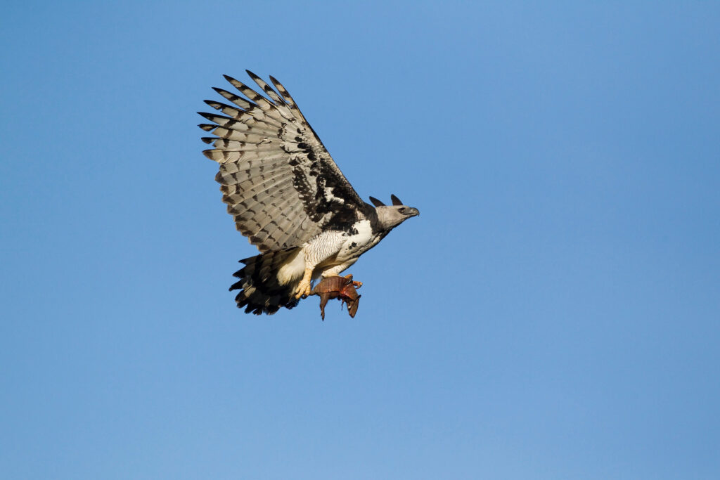 Imagem de harpia voando.