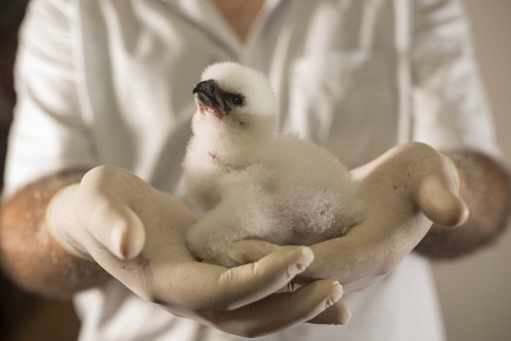 Imagem de uma pessoa segurando filhote de harpia.