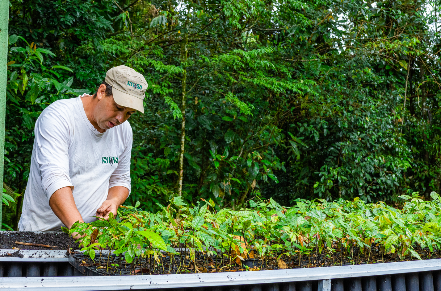 Imagem de profissional da SPVS olhando para viveiros de mudas de plantas.