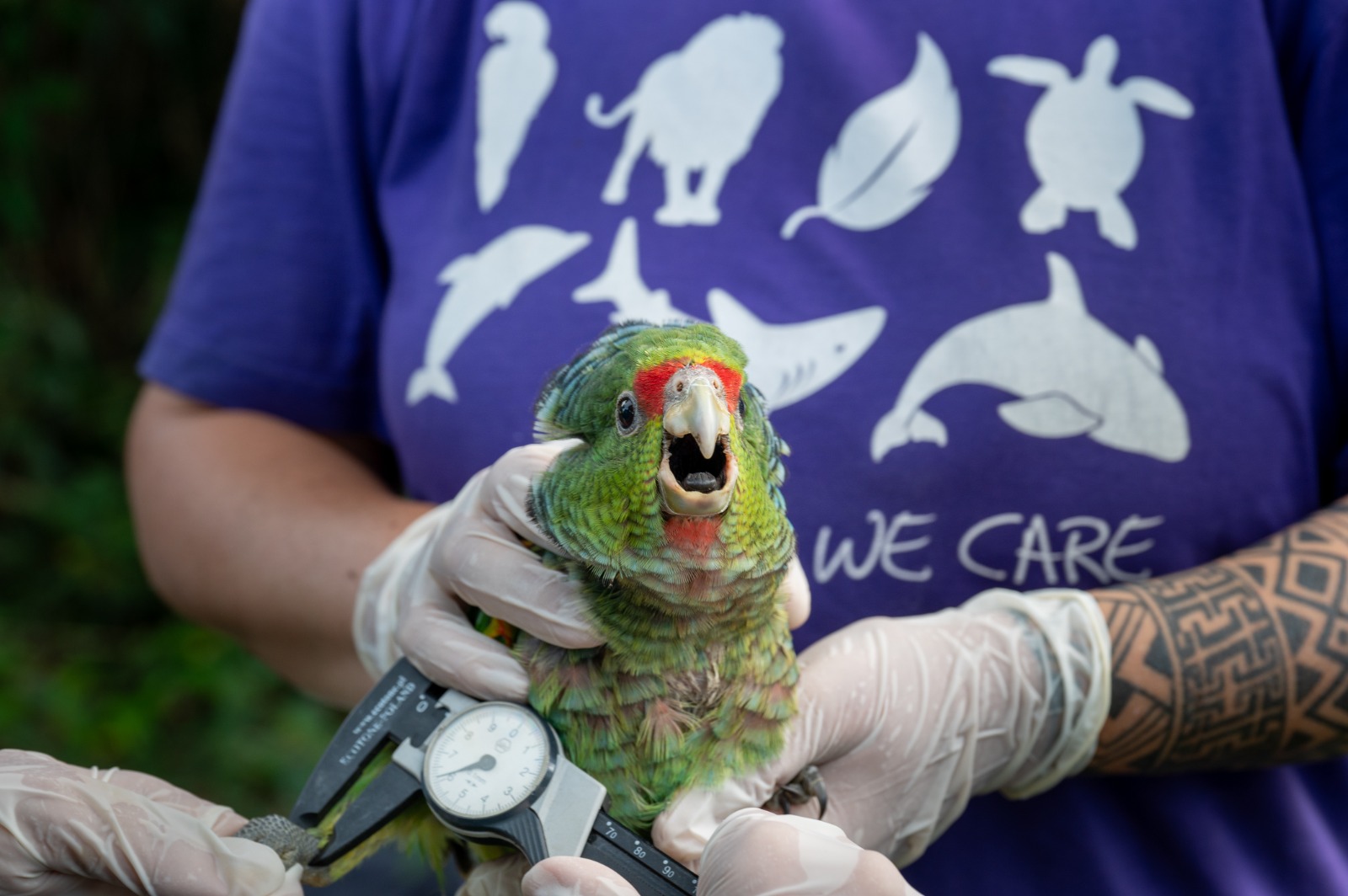 Imagem de mãos segurando um papagaio-de-peito-roxo.