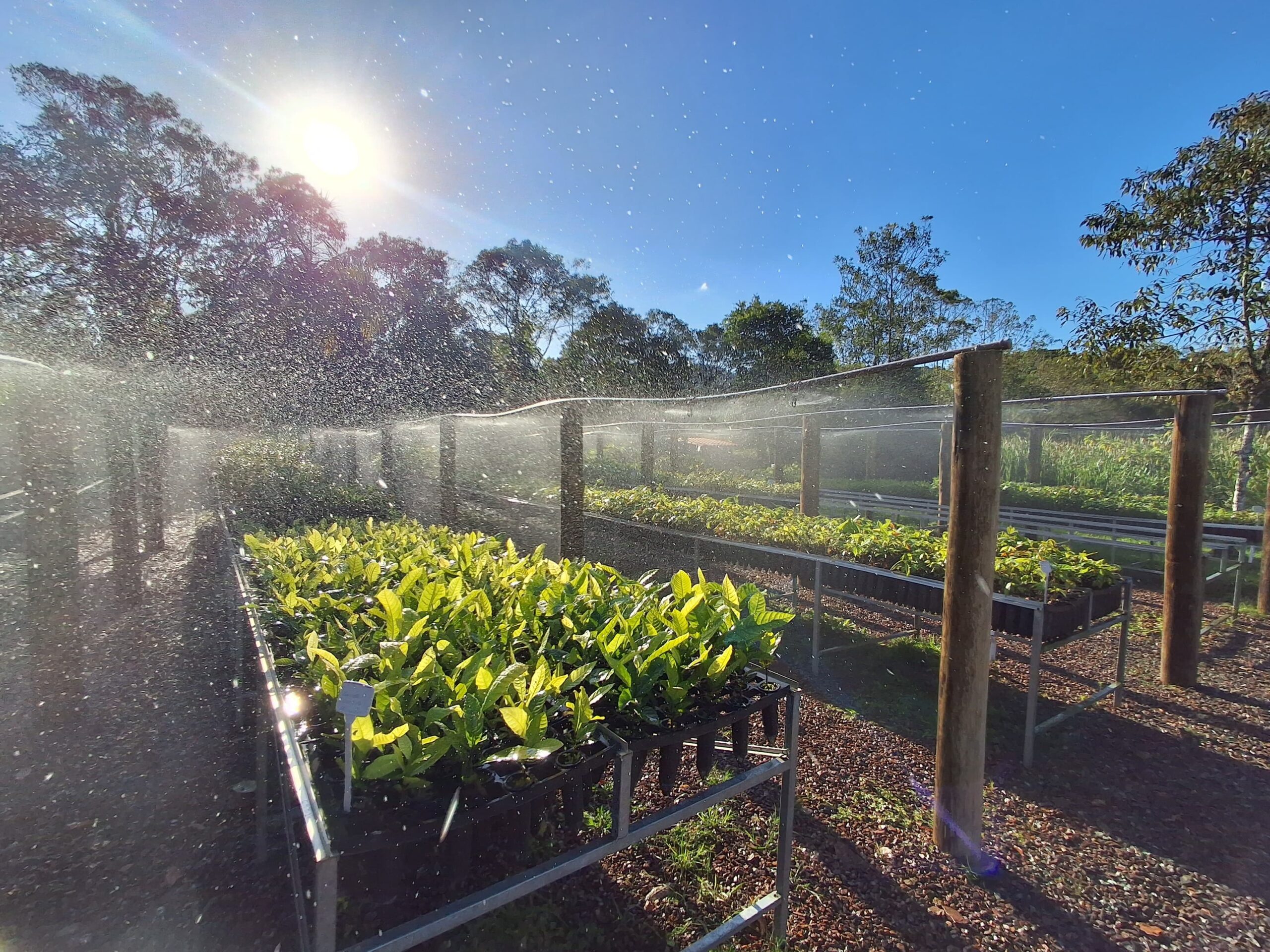 Imagem do viveiro da SPVS, com sol ao fundo.