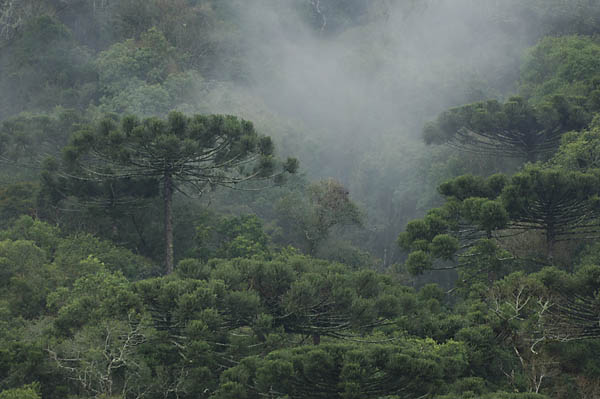 Imagem aérea de araucárias