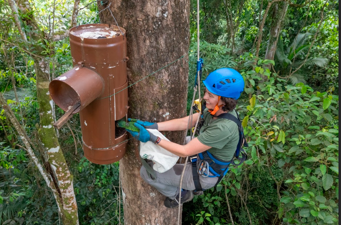 Imagem de Elenise usam capacete e amarrada no alto de uma árvore e está segurando um papagaio-de-cara-roxa na abertura de um ninho artificial de PVC.