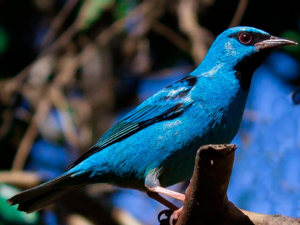 Imagem de um pássaro azul chamado Saí azul