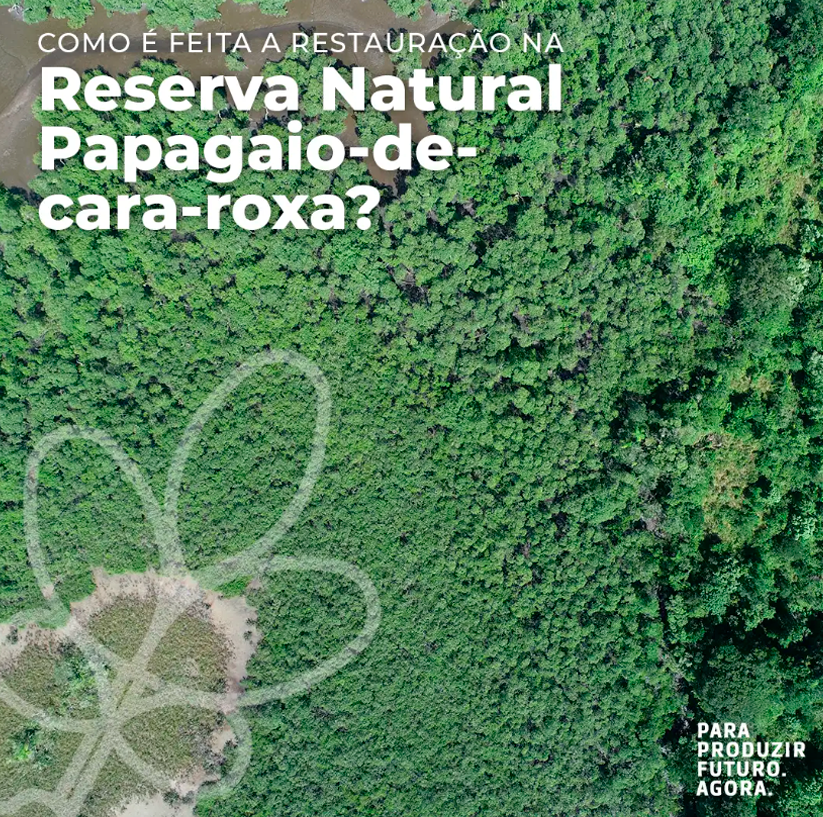 Imagem aérea de uma floresta e com a escrita "como é feita a restauração na Reserva Natural Papagaio-de-cara-roxa".