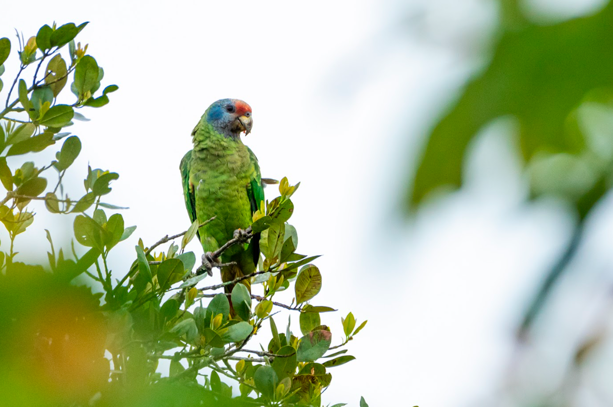 Imagem de um papagaio-de-cara-roxa entre árvores.
