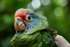 Conexão Planeta: Papagaio-de-cara-roxa ganha música para celebrar espécie que só existe na Mata Atlântica e em nenhum outro lugar do mundo