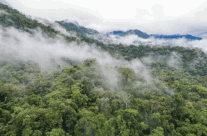 O ECO: Cientistas e ongs criticam acordo que mantém caça numa reserva biológica de Mata Atlântica
