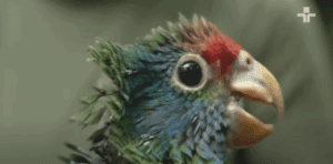 Repórter ECO: Entrevista com Clóvis Borges