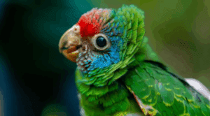 Mongabay: De volta aos céus: o improvável retorno de um dos mais raros papagaios do Brasil