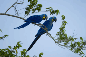 Um Só Planeta: Créditos de biodiversidade: o valor invisível que precisa ser incorporado aos negócios
