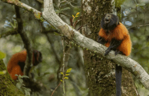 Fauna News: Oficina traça estratégias de conservação do mico-leão-da-cara-preta