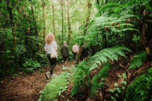 O ECO: Maior área contínua de Mata Atlântica pode ser mantida com apoio do turismo