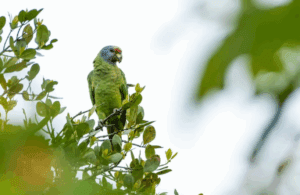 The Brazilian Report: Saving the Atlantic Forest, one parrot at a time