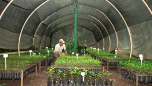 LE TEMPS: Dans la forêt atlantique brésilienne, une fondation réconcilie nature et homme