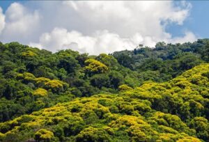 NEOMONDO: SPVS: guardiã da biodiversidade e da Mata Atlântica