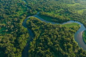 NEOMONDO: SPVS firma parceria inédita com o Complexo Pequeno Príncipe e inaugura mercado de Créditos de Biodiversidade no Brasil