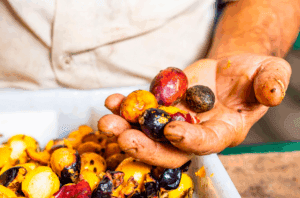 A saúde humana não está dissociada da integridade do meio ambiente