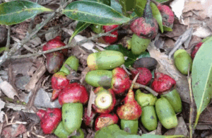 Por que o renascimento da Canela-preta é uma vitória para a Mata Atlântica