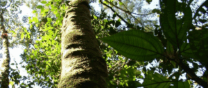 A árvore esquecida e guardiã da Mata Atlântica que luta contra o risco de extinção