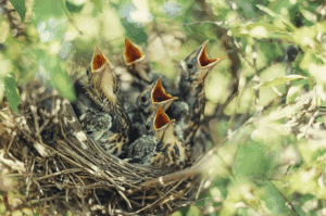 Muito além do plantio de árvores: o verdadeiro desafio da restauração ecológica