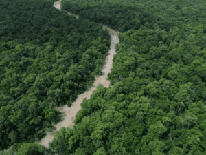 Quer garantir o futuro da sua empresa? Comece protegendo a natureza