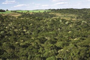 A história de uma Reserva Natural que mudou a relação entre uma empresa e a conservação da biodiversidade